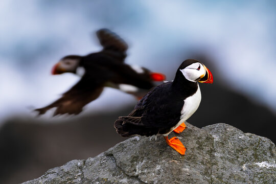 Atlantic puffin (Fratercula arctica) standing on a rock on Runde island, Norway, with another puffin flying blurred in the background.