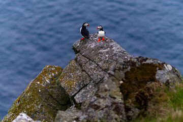 Two Atlantic puffins (Fratercula arctica) standing on a rocky sea cliff above the ocean on Runde island, Norway, in a coastal wildlife habitat. © Petr
