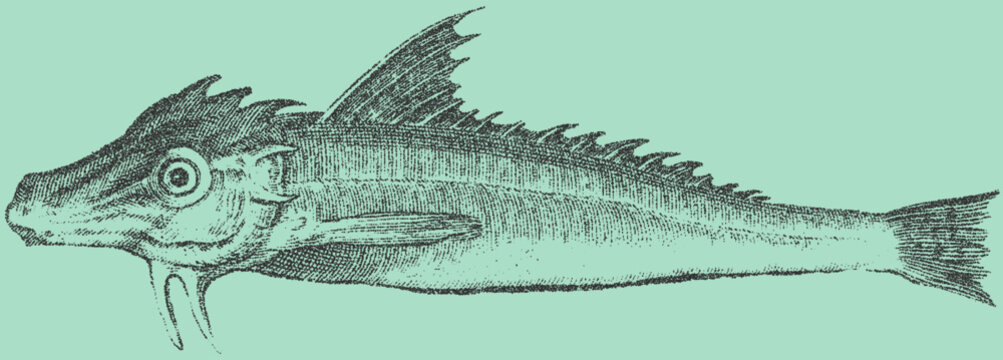 Vintage stipple illustration of a fish with detailed scales and fins on mint green background