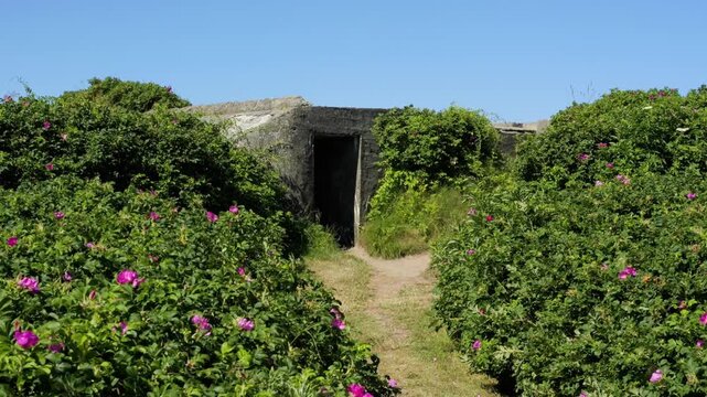 Abandoned world war two bunker overgrown with roses
