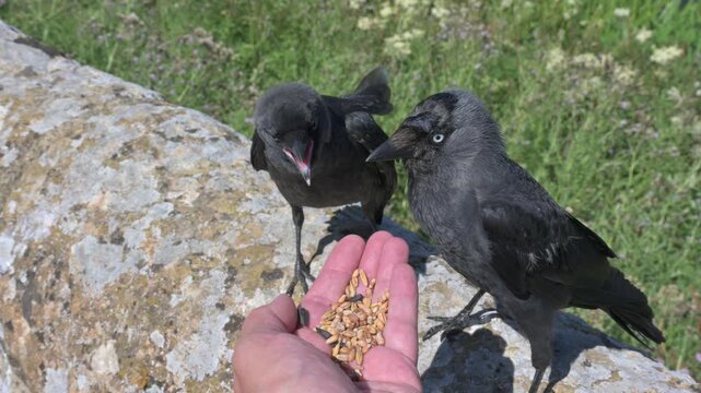 Jackdaw (Corvus monedula) adult feeding from the photographer's hand with juvenile calling, hoping to be fed. July, Kent, UK. With sound