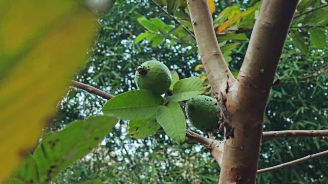 Green guava fruits growing on a tree branch with lush foliage in an outdoor garden
