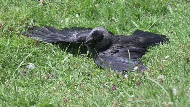 Jackdaw (Corvus monedula) lying flat on the ground with its beak open and breathing heavily during how weather. July, Kent, UK. (It was fine, and flew away soon after)