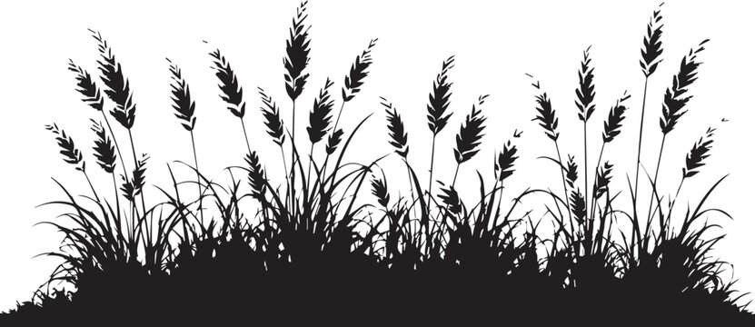 Black silhouette of thick wild meadow grass with seed heads silhouette botanical isolated landscaping agriculture meadowland ornament wildlife