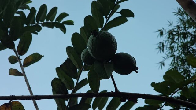 Close up view of three unripe green guavas hanging on a branch silhouetted against a bright sky in a tropical garden