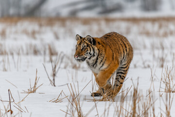 Obraz premium Siberian Tiger running in snow. Beautiful, dynamic and powerful photo of this majestic animal. Set in environment typical for this amazing animal. Birches and meadows