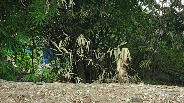 A bamboo grove with a mix of green and withered leaves blowing gently in the wind over rocky ground
