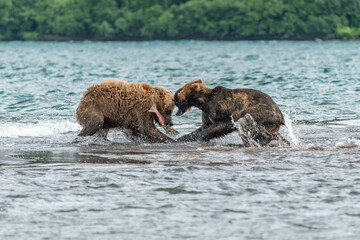 Ruling the landscape, brown bears of Kamchatka (Ursus arctos beringianus) © vaclav