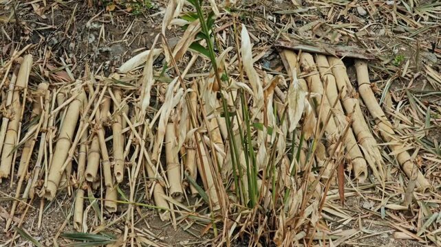 Cut and chopped dry bamboo stalks lying on the ground surrounded by withered leaves and dry grass