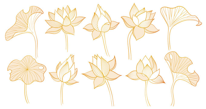 Japanese lotus flower with elegant gold lines on minimal background. Oriental floral pattern of luxury vector art and chinese decorative element. Asian zen design with abstract botanical illustration