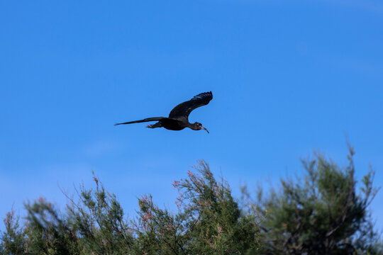 Ibis en vol