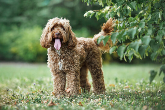 happy labradoodle dog standing in the park in summer