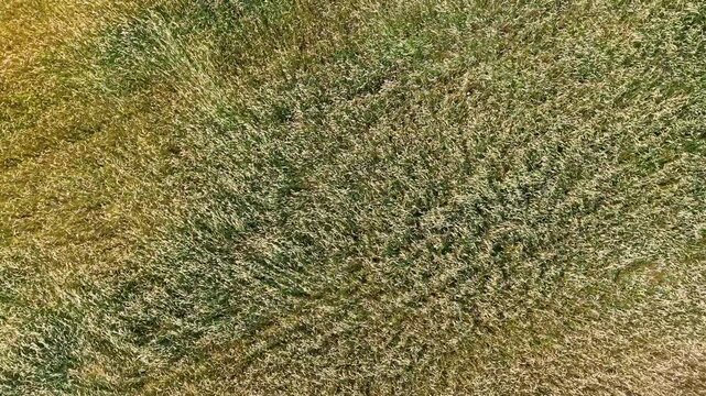 Aerial view of textured green agricultural field with rich golden wheat patterns