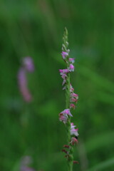 Fototapeta premium 螺旋状に並んだ花