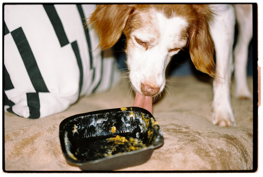 Brown and white dog licking empty food container indoors