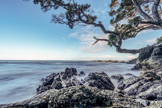 Pohutukawa-Baum (Metrosideros excelsa) an der Felsk&uuml;ste, Mahurangi, Neuseeland, traumhafter Sonnenuntergang, K&uuml;stenlandschaft, romantische Abendstimmung, Natur, Pazifik, Reiseziel, Freiheit, Urlaubsst