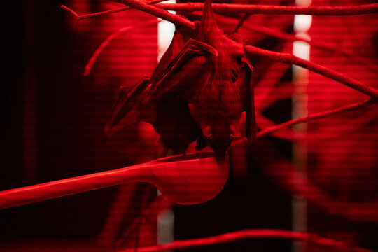 upside-down fruit bat clinging to branches and feeding from a suspended bowl inside a dim enclosure, bathed in intense red light; moody, high-contrast nocturnal scene with linear reflections