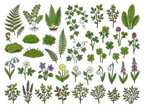 A collection of hand drawn botanical illustrations featuring various forest plants and wildflowers.
