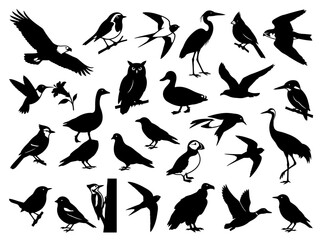 Fototapeta premium A collection of diverse bird silhouettes in various poses and species.