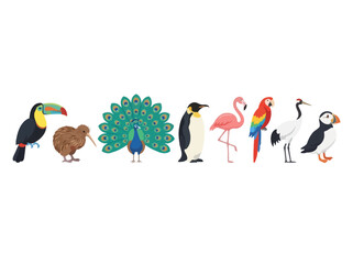 Fototapeta premium A collection of various colorful bird species standing in a horizontal row.