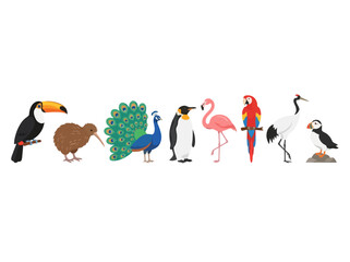 Fototapeta premium A collection of various colorful bird species standing in a horizontal row.