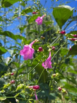 Delicate pink wildflower blooming in a natural garden with soft blue sky background