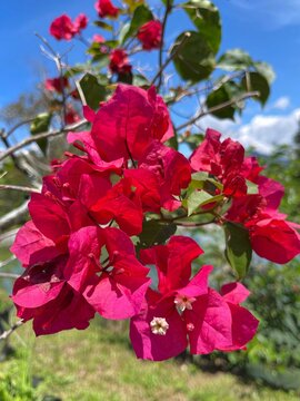 Vibrant red bougainvillea flowers blooming under bright blue sky in a tropical garden