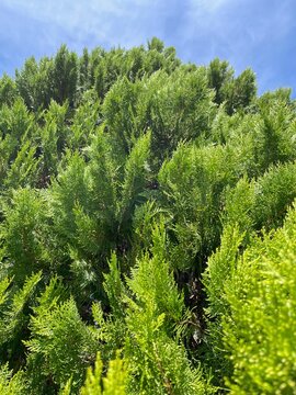 Lush green shrubs creating a natural foliage background with dense evergreen texture