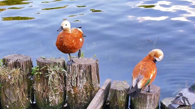 Two ruddy shelducks preening on wooden posts by pond water with pigeons nearby
