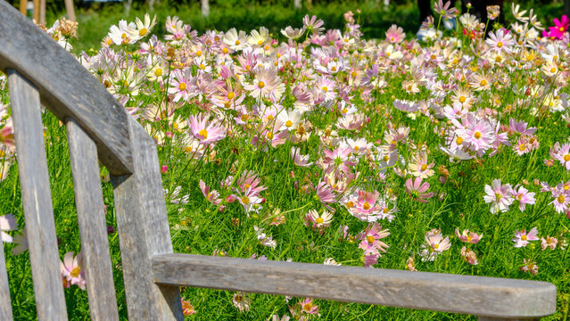 Scenic view of a blooming cosmos flower field through a wooden bench in an autumn park, perfect for seasonal backgrounds, nature design templates, and copy space