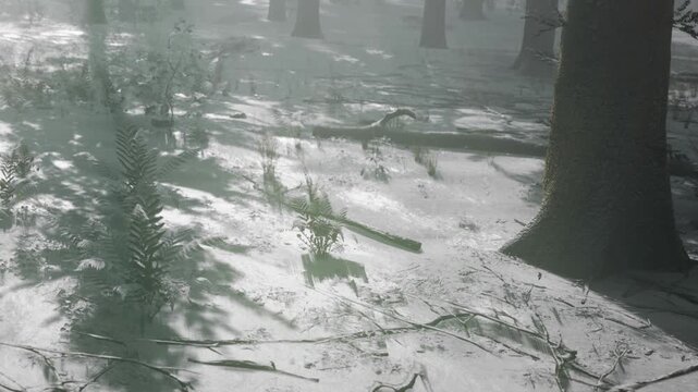 Snow rests on the ground in a forest during a winter morning. Trees stand tall as light filters through the branches. Ferns peek up from beneath the white covering.