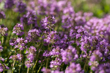 Obraz premium Thyme blooming in the summer sun