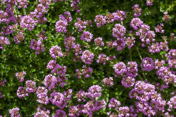Obraz premium Thyme blooming in the summer sun