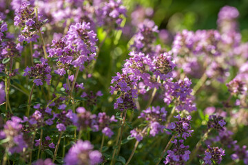 Fototapeta premium Thyme blooming in the summer sun
