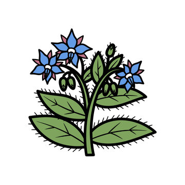 Borage plant with blue flowers and green leaves in illustration  