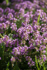 Obraz premium Thyme blooming in the summer sun