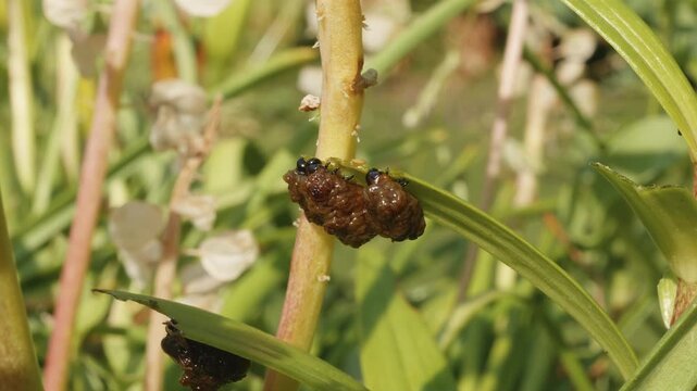 Red lily beetle (Lilioceris lilii) black excrement-coated grubs feeding on lily leaf close up stock footage