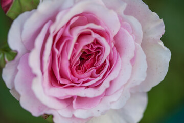 Naklejka premium Varietal roses in the summer garden