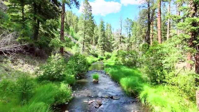 Peaceful, fresh water stream flowing gently over rocks between grassy banks in a sunny pine tree forest