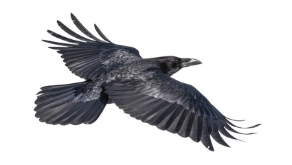 Fototapeta premium Black raven bird with spread wings flying