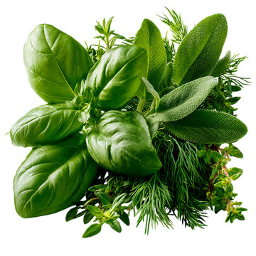 Fresh basil sage dill thyme and rosemary herbs on transparent background green leaves culinary cooking aromatic