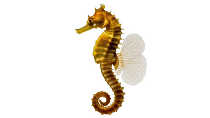 Naklejka premium Golden seahorse with delicate fins and curled tail