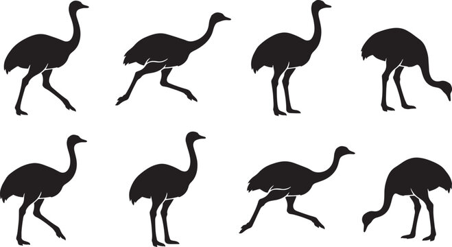 Ostrich silhouettes, black ostrich icons, ostrich vector graphics, animal illustrations isolated on Transparent Background