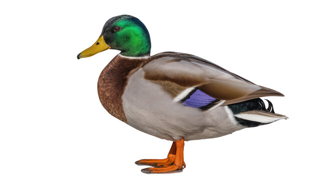 Mallard duck male with green head and orange feet
