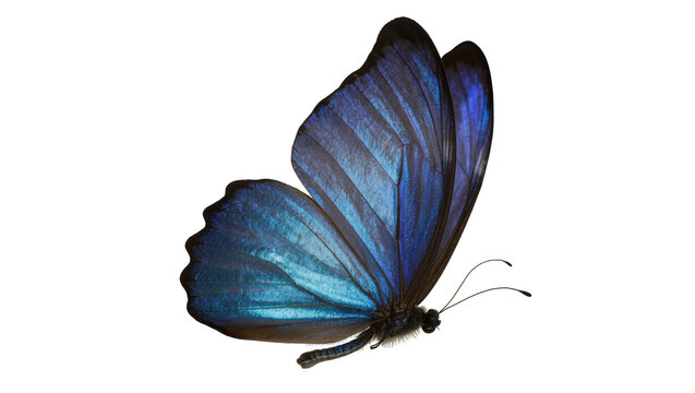 Blue Morpho Butterfly with Iridescent Wings