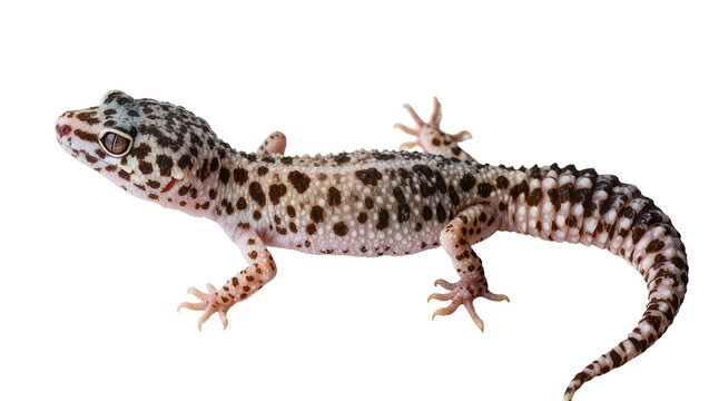 Leopard gecko with spotted pattern and segmented tail