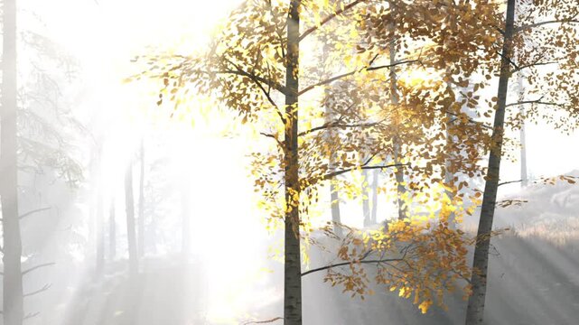 Sunlight filters through tall trees in a forest. The leaves are changing color. The scene shows a mix of light and shadows. It feels like autumn with bright yellow leaves and soft light.