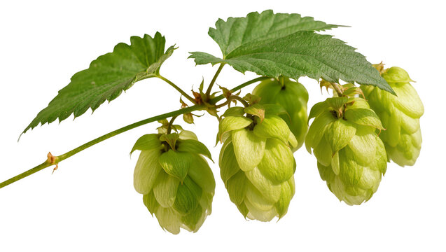 Green hop cones with leaves on stem