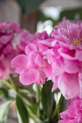 A bouquet of beautiful peonies in a home interior © Olga Tkacheva