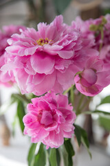 A bouquet of beautiful peonies in a home interior © Olga Tkacheva